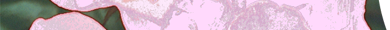 Eglantine