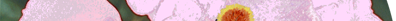 Eglantine