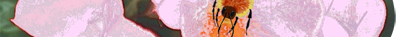 Eglantine