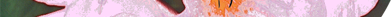 Eglantine