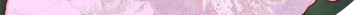 Eglantine