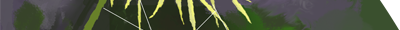 Elecampane