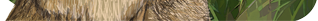 Hare