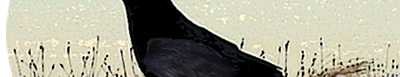 Raven