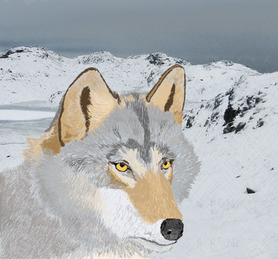 Wolf