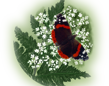 Sweet Cicely with Red Admiral