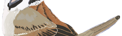 Tree Sparrow