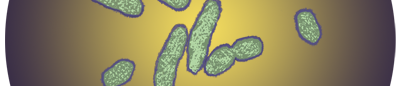 Yersinia pestis